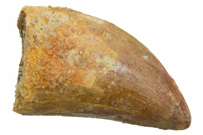 Serrated, Carcharodontosaurus Tooth - Real Dinosaur Tooth #351615